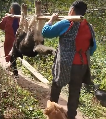 主人杀年猪引发悲剧，狗狗偷吃猪肉丧命