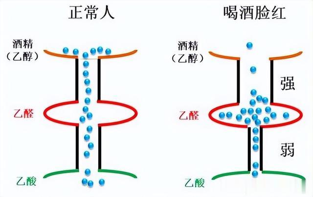 探究基因变异与酒精代谢，喝酒脸红背后的深层原因解析