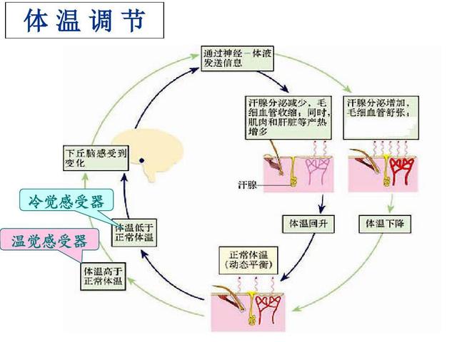 揭秘人体奥秘，发烧背后的体温调节系统之谜