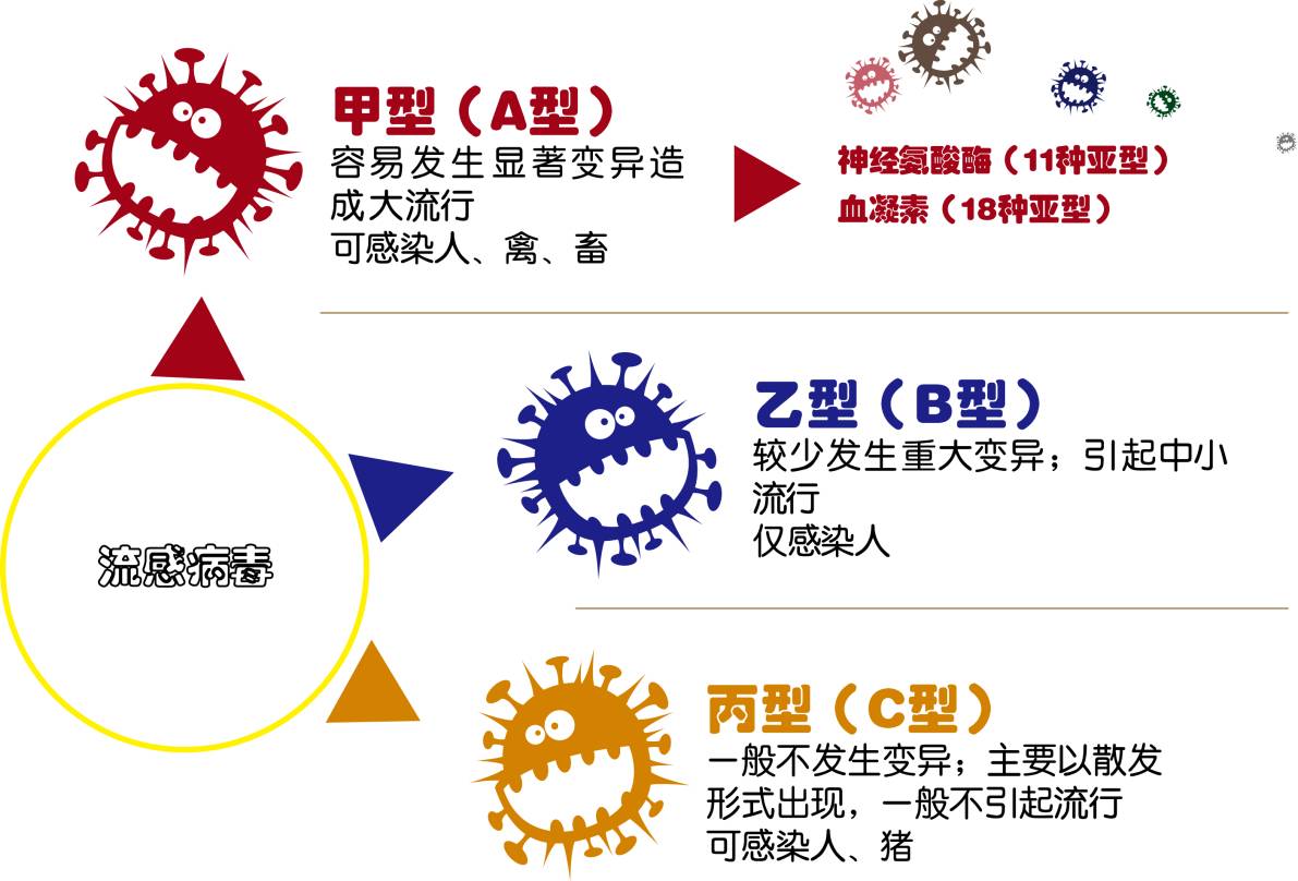 甲流，流感病毒中的超强传染性挑战