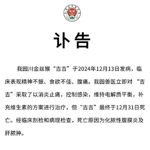 重庆动物园金丝猴吉吉的离世，生命的哀歌与永恒纪念