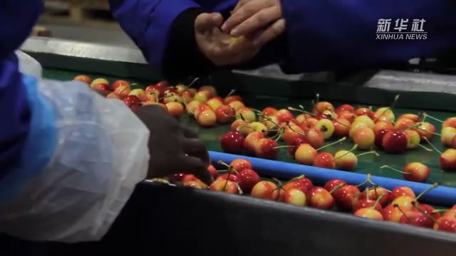 智利车厘子出口中国繁荣，果实贸易之路超九成销往中国