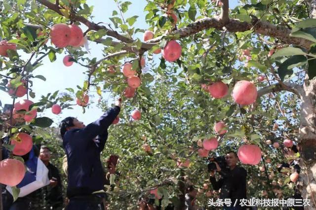 苹果市值一夜蒸发约8000亿元，真相与影响探究